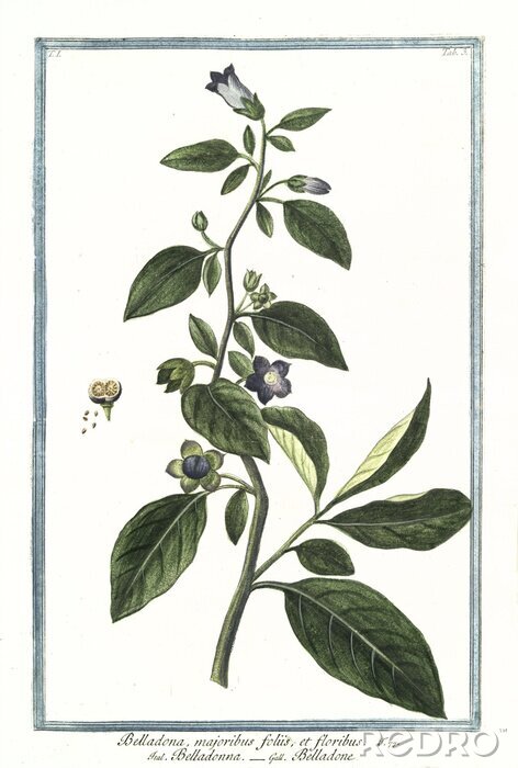 Poster Pflanze mit violetten Blumen Illustration aus dem Atlas