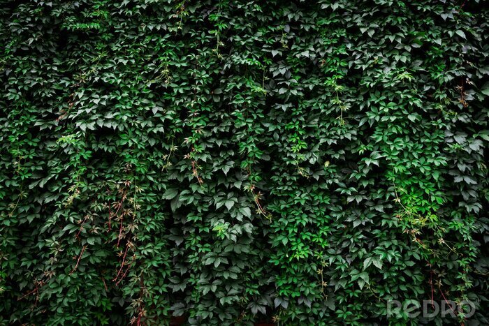 Poster Pflanzen an der Wand des Gebäudes