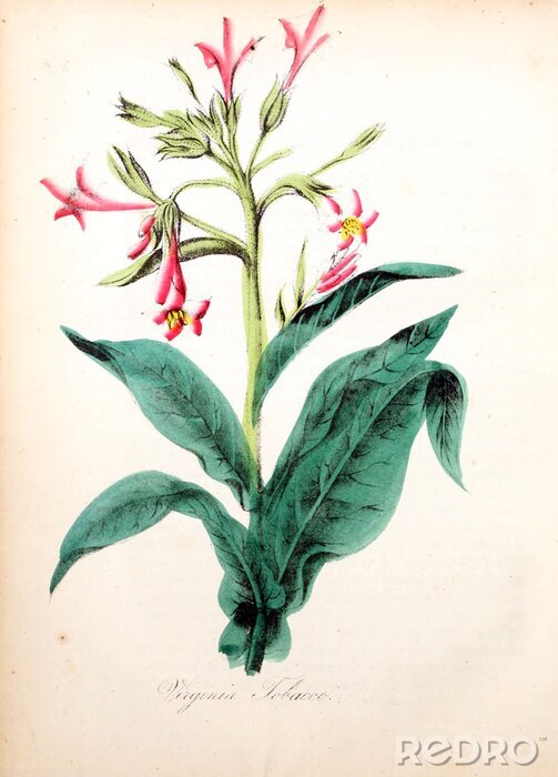 Poster Pflanzen botanische Grafik mit rosa Blume