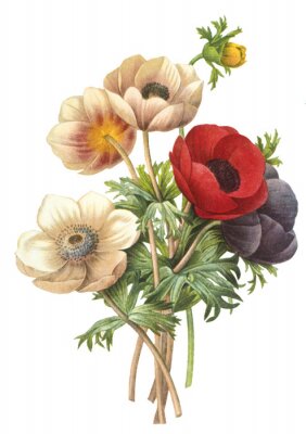 Poster Pflanzen Feldblumenstrauß