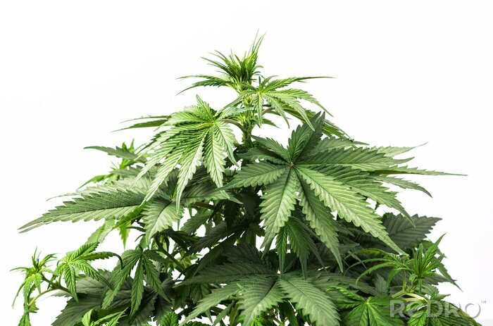 Poster Pflanzen mit grünen Blättern