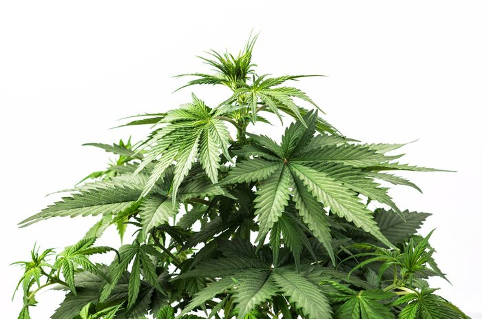 Poster Pflanzen mit grünen Blättern