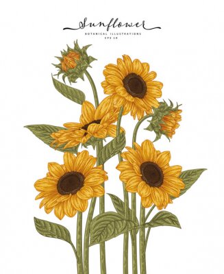 Poster Pflanzen pastellfarbene Sonnenblumen in Zeichnung-Ästhetik