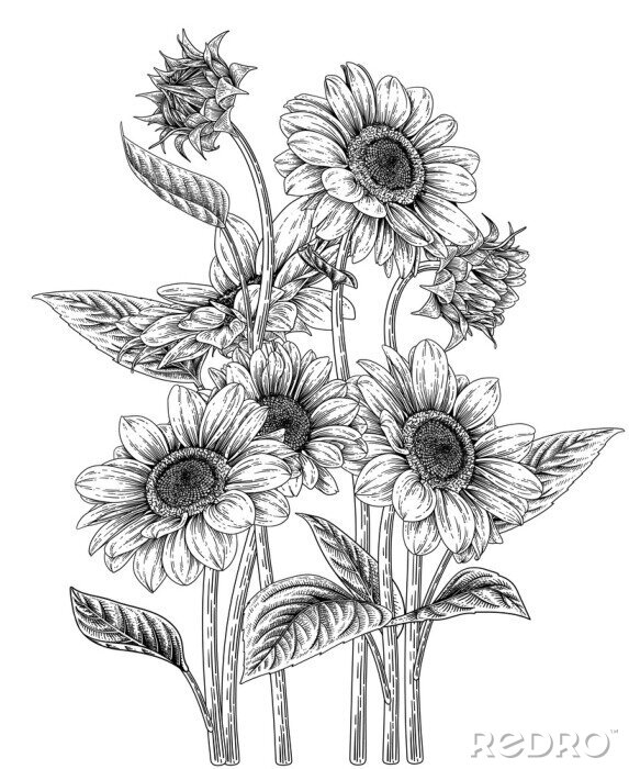 Poster Pflanzen schwarz-weiß Sonnenblumen in Skizze-Ästhetik