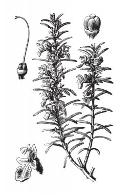 Poster Pflanzen schwarz-weiße botanische Skizze Rosmarin