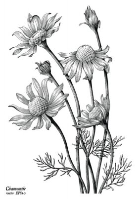 Poster Pflanzen schwarz-weiße Skizze von Kamillenblüten