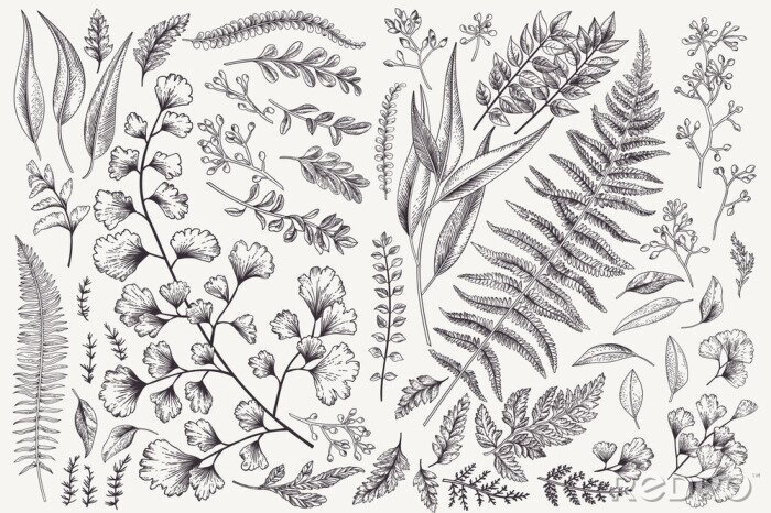 Poster Pflanzen und Retroblätter