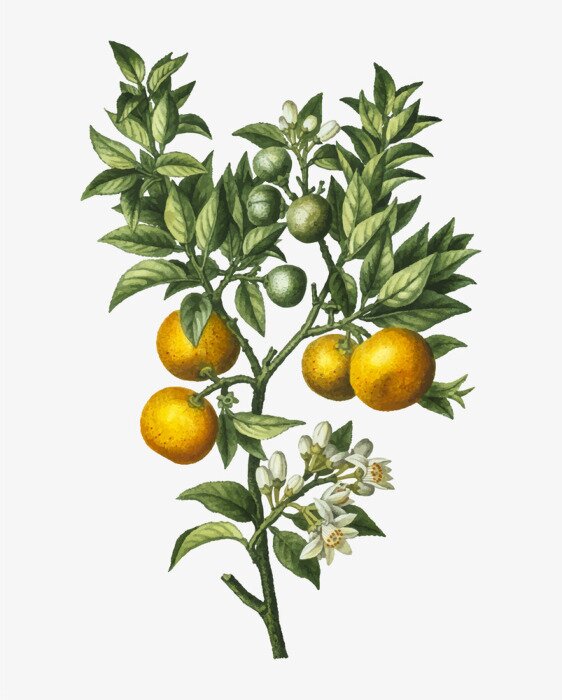 Poster Pflanzen Zweig mit Früchten und Blumen