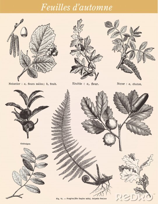 Poster Pflanzenblätter botanische Illustration