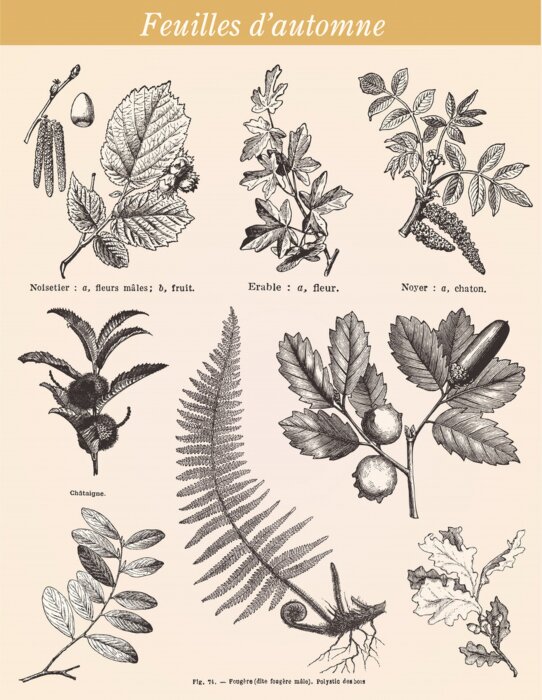 Poster Pflanzenblätter botanische Illustration