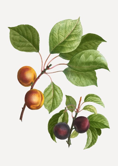 Poster Pflaumen- und Aprikosenzweige nebeneinander