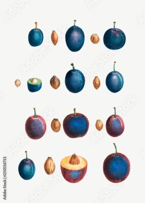 Poster Pflaumen und Kerne