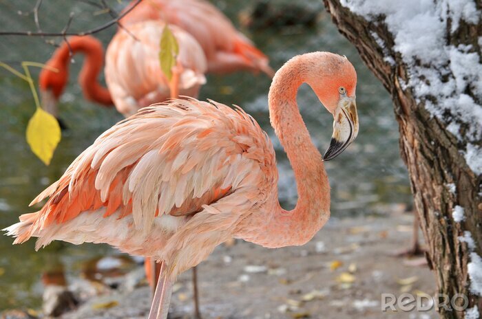 Poster Pink Flamingo im Tierpark