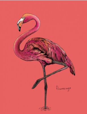 Poster Pink Flamingo Zeichnung