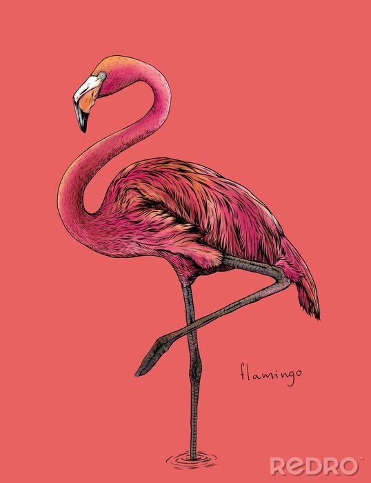 Poster Pink Flamingo Zeichnung