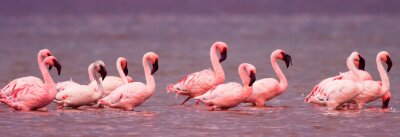 Poster Pink Flamingos auf dem See