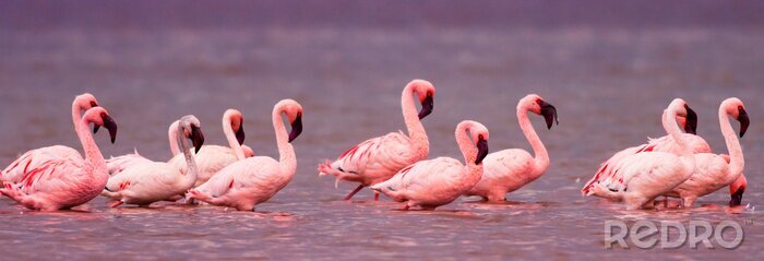Poster Pink Flamingos auf dem See