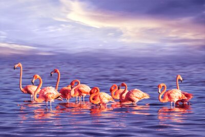 Pink Flamingos im Meerwasser