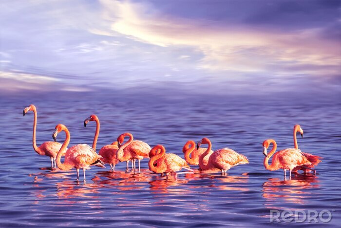 Poster Pink Flamingos im Meerwasser