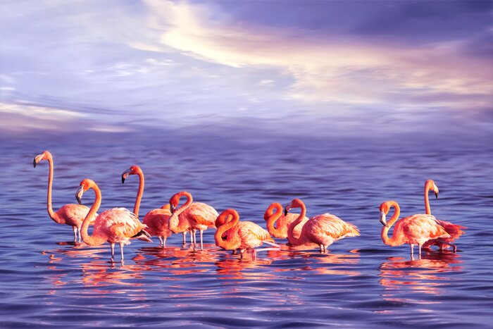 Poster Pink Flamingos im Meerwasser