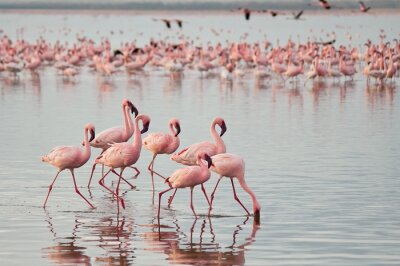 Poster Pink Flamingos im Wasser