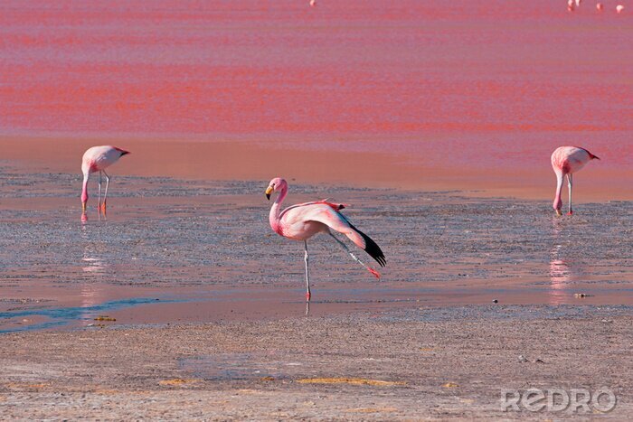 Poster Pink Flamingos in Bolivien