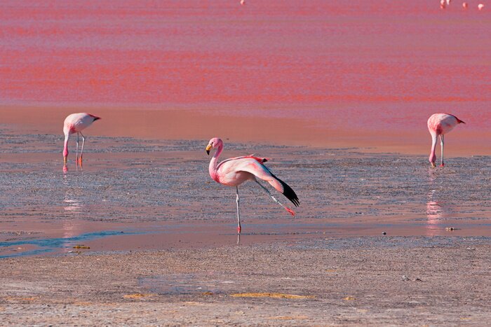 Poster Pink Flamingos in Bolivien