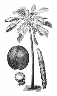 Poster Planzen schwarz-weiße Kokosnusspalme botanische Zeichnung