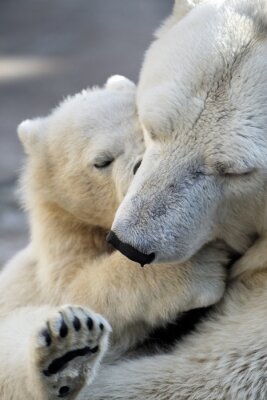 Poster Polartiere Bären