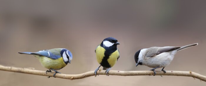 Poster Polnische Vögel auf einem Zweig
