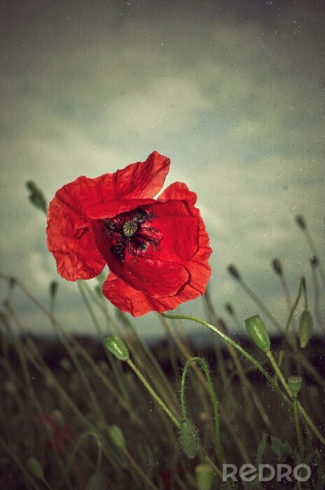 Poster Poppy in regen