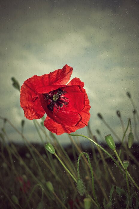 Poster Poppy in regen