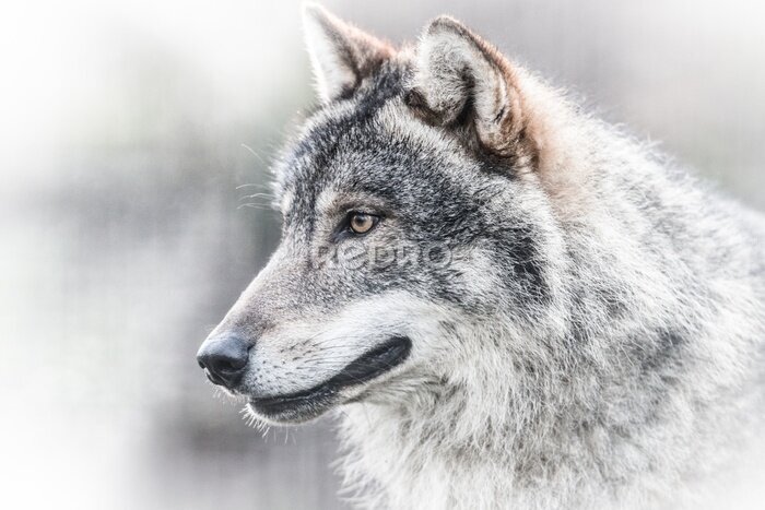 Poster Porträt dunkelgrauer Wolf