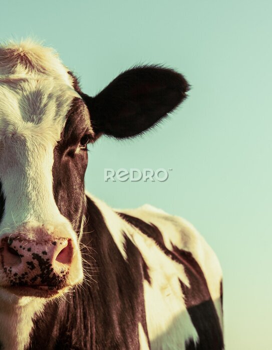 Poster Porträt einer Holsteiner Kuh