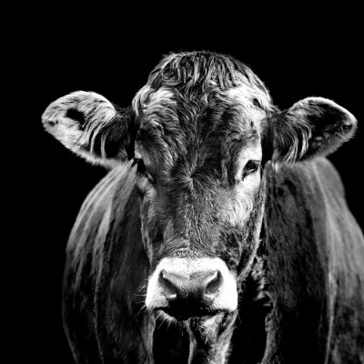 Poster Porträt einer Kuh schwarz-weiß
