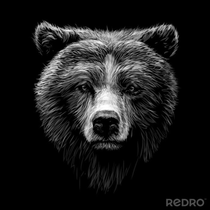 Poster Porträt eines Bären vor schwarzem Hintergrund