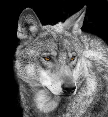 Porträt eines grauen Wolfes auf dunklem Hintergrund