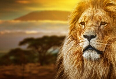 Porträt eines Löwen vor dem Hintergrund einer Savanne