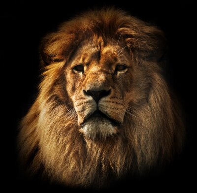Porträt eines Löwen vor dunklem Hintergrund