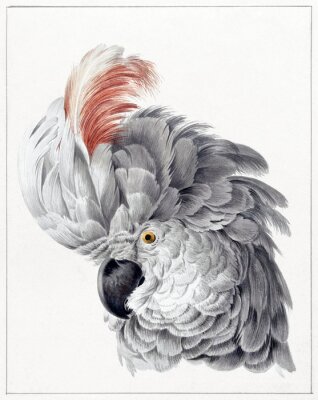 Poster Porträt eines Papageis