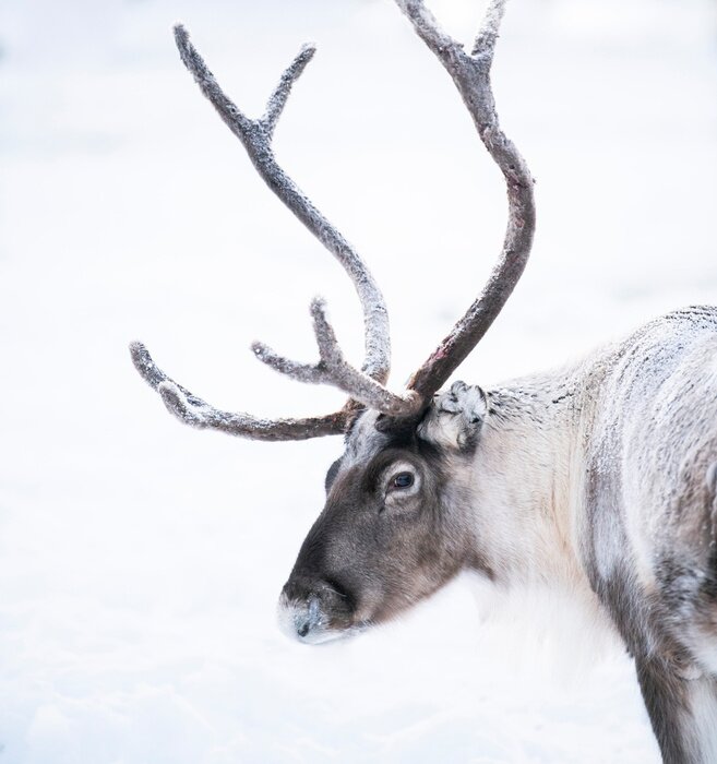 Poster Porträt eines Rentieres mit großen Hörnern