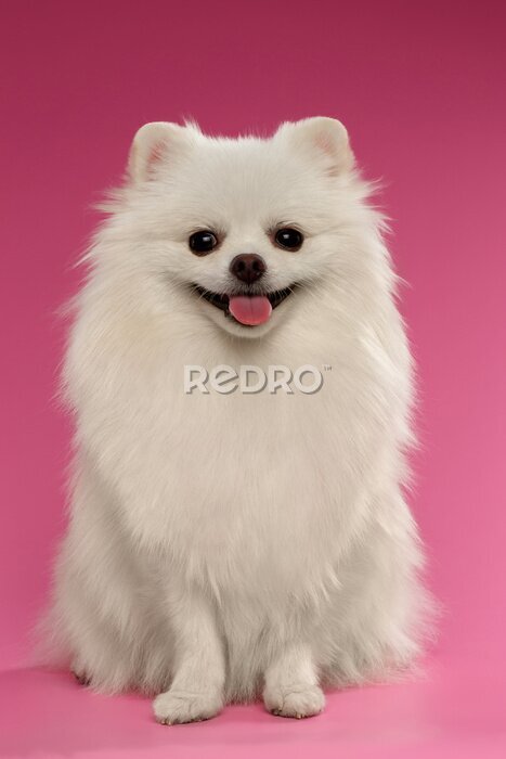 Poster Porträt eines süßen Hundes