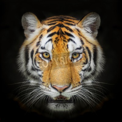 Poster Porträt eines tieres auf schwarzem hintergrund