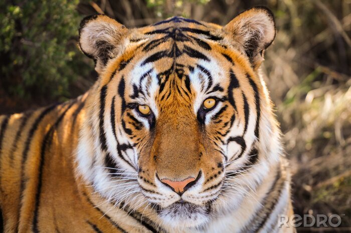 Poster Porträt eines Tigers im Schatten