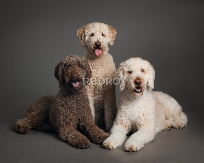Poster Porträt von drei reinrassigen Hunden