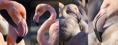 Porträt von flamingos in vier versionen
