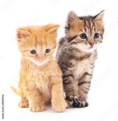 Poster Porträt von kleinen Kätzchen