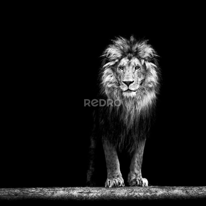 Poster Portrait einer schönen Löwe, Löwe in der Dunkelheit