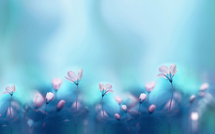 Poster Primeln in der Lichtung