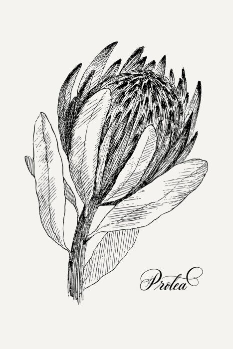 Poster Protea Illustration im Skizze-Stil